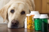Top 10 Best Dog Multivitamins 2026